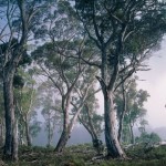 Fantasy Forest Fotobehang
